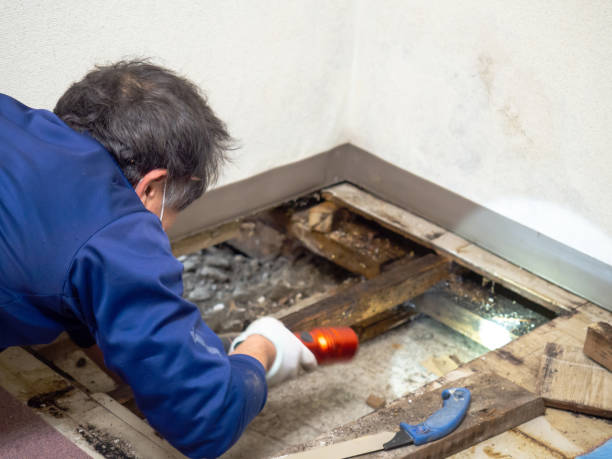 Best Local Mold Removal Service  in Black Forest, CO