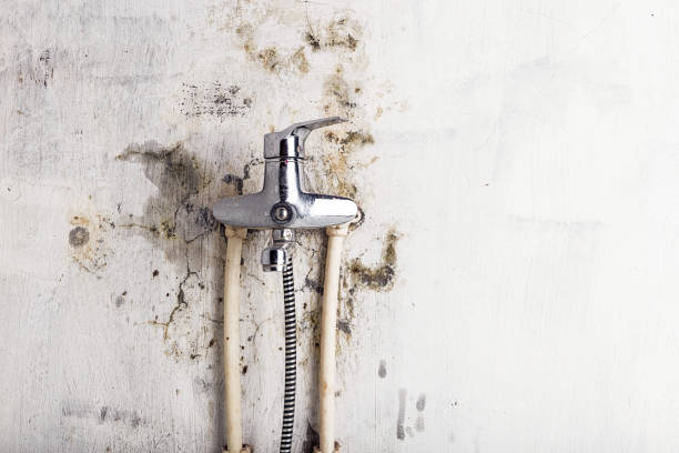 Best Residential Mold Removal  in Black Forest, CO