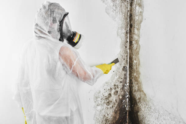 Best Toxic Mold Removal  in Black Forest, CO