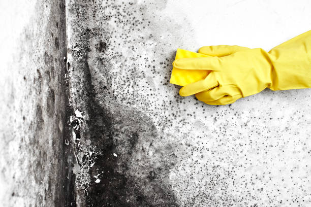 Home Mold Removal in Black Forest, CO