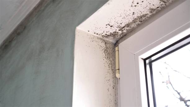 Best Mold Removal Near Me  in Black Forest, CO