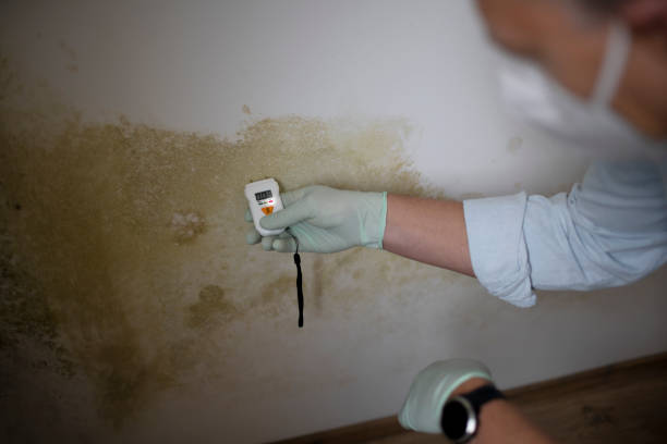 Best Mold Removal Company Near Me  in Black Forest, CO