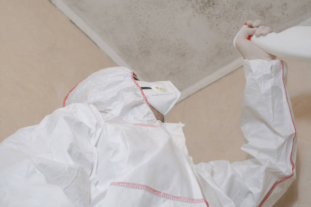 Best Local Mold Removal Service  in Black Forest, CO