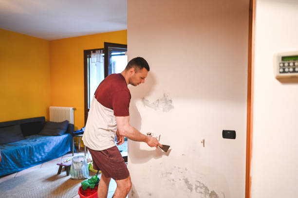 Best Fast Mold Removal  in Black Forest, CO