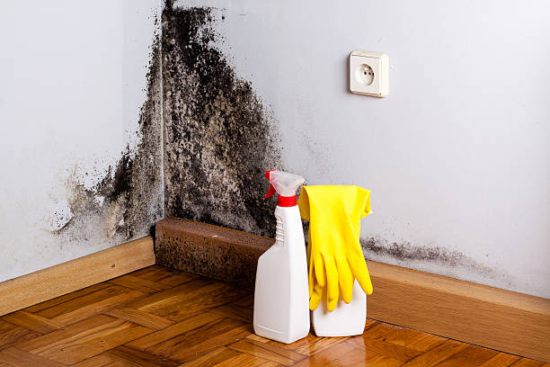 Best Mold Damage Repair  in Black Forest, CO