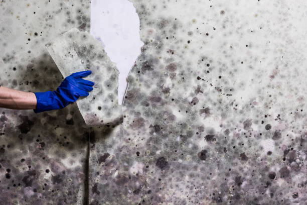 Best Office Mold Removal Services  in Black Forest, CO