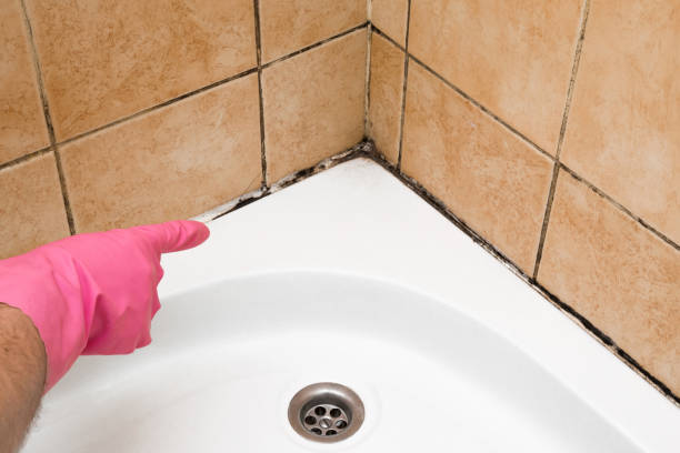 Best Emergency Mold Removal  in Black Forest, CO